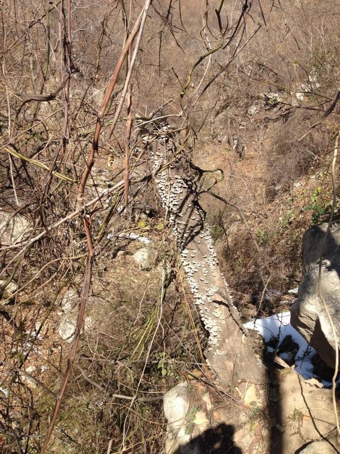 摘马蜂窝引发悲剧，冒险之旅变成生死挑战