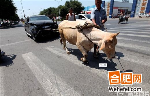 报废车维权风波，车主牛拉车行动与家庭温情的旅程