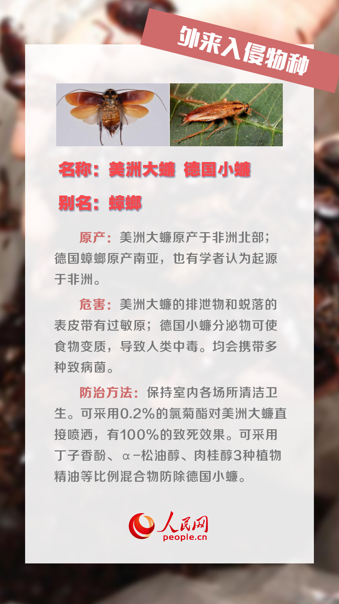 四川自贡观测恶性外来入侵物种详解及应对指南