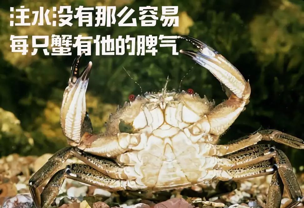 螃蟹身上小孔引发注水谣言揭秘，真相与应对指南