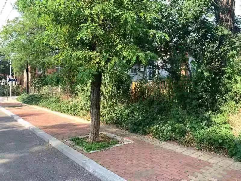 菜地被插牌禁止栽种，街道办回应与行动方案