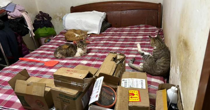 母女家中养超20只猫引发恶臭扰邻事件关注
