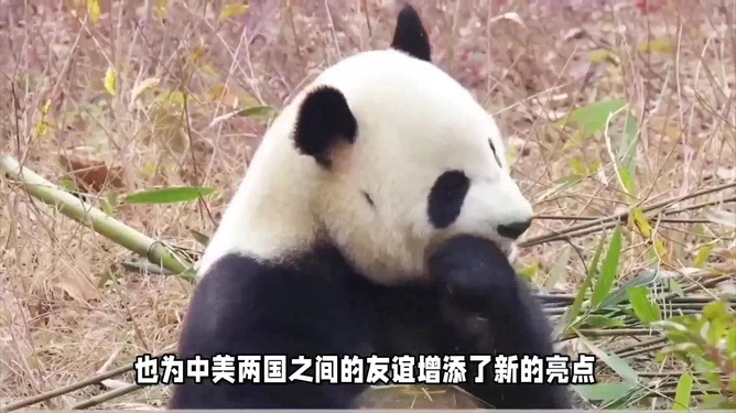 大熊猫宝力青宝启程赴美，文化交流与保护的双重意义之旅