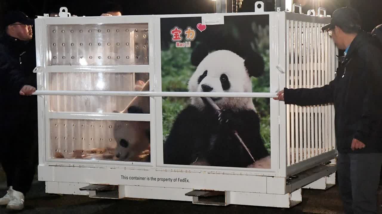 大熊猫宝力青宝启程赴美，展现变化、学习与自信的力量