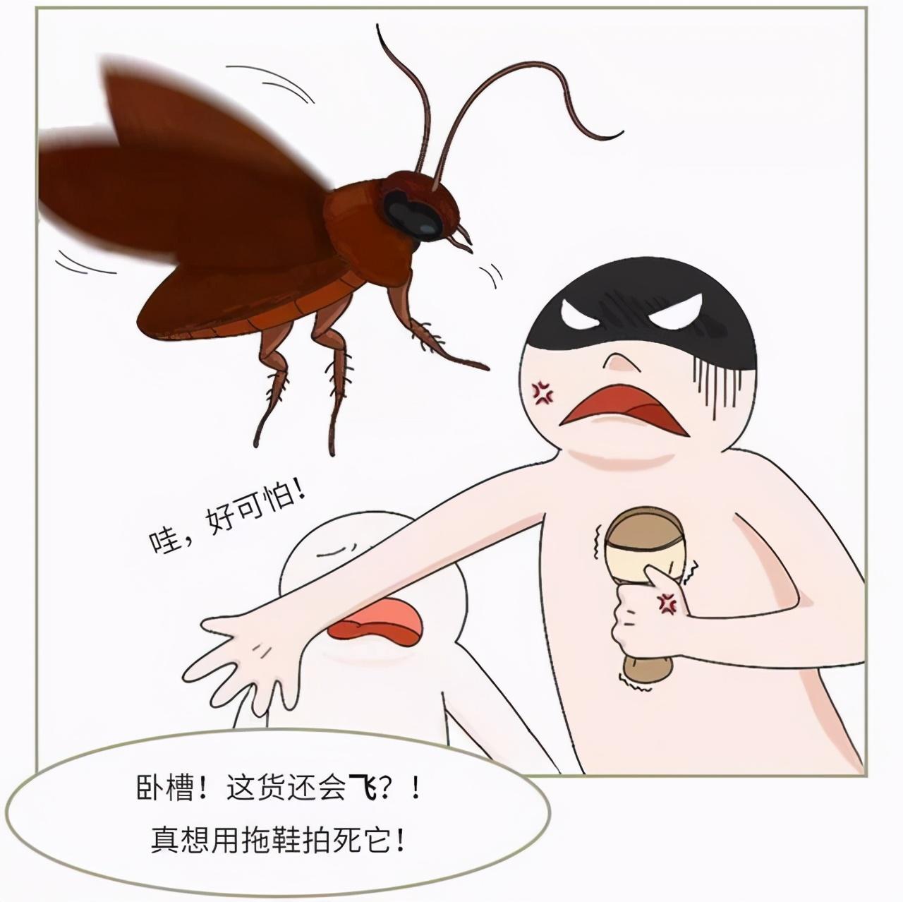 广东蟑螂进化引发关注，疾控部门回应与我们的学习之路