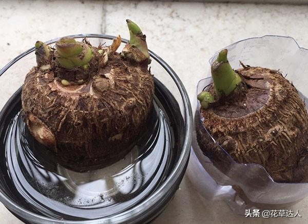 男孩误食滴水观音险些丧命，美食探险之旅惊魂记
