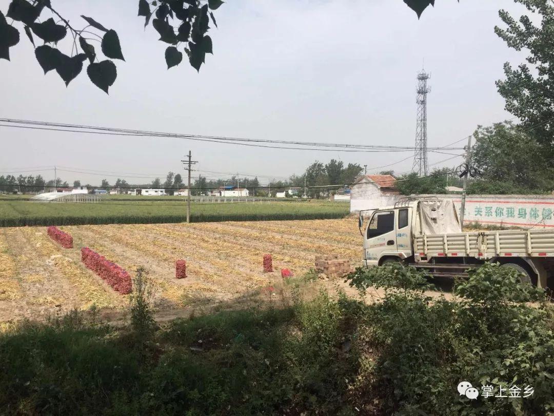 金乡大蒜今日最新价格详解，购买步骤与价格指南