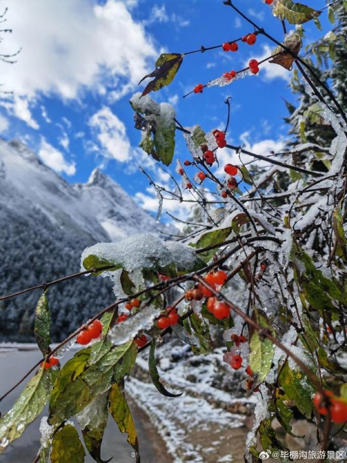 成都秋雪