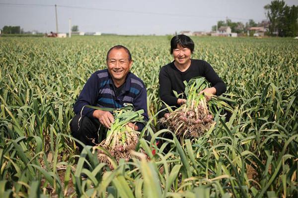 杞县大蒜最新价格行情及详细步骤指南