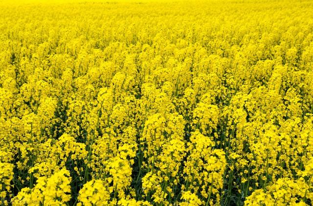 湖北省最新油菜籽价格,湖北省最新油菜籽价格探析，多方观点与立场