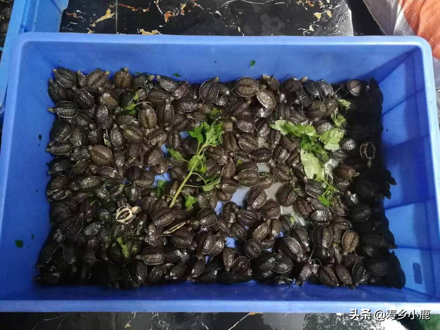 购买指南与步骤详解