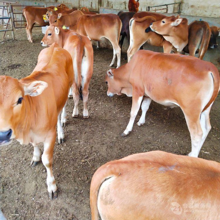 最新牛苗价曝光，揭秘市场行情🐮