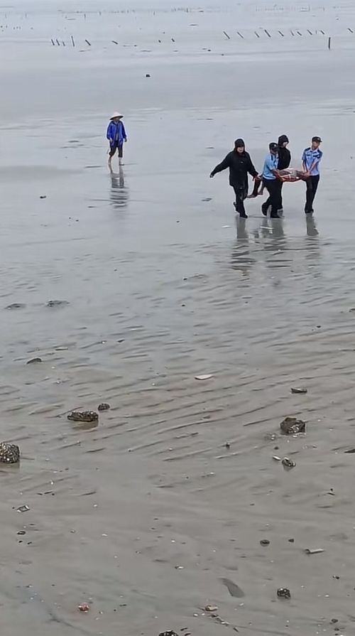 赶海最新版探索，潮间带的欢乐赶海时光