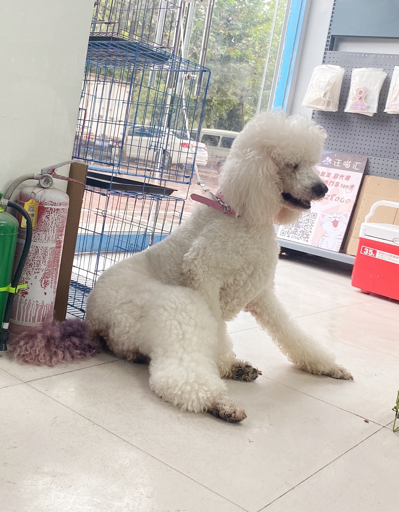 小红书分享，大贵宾犬价格指南与购买建议🐾