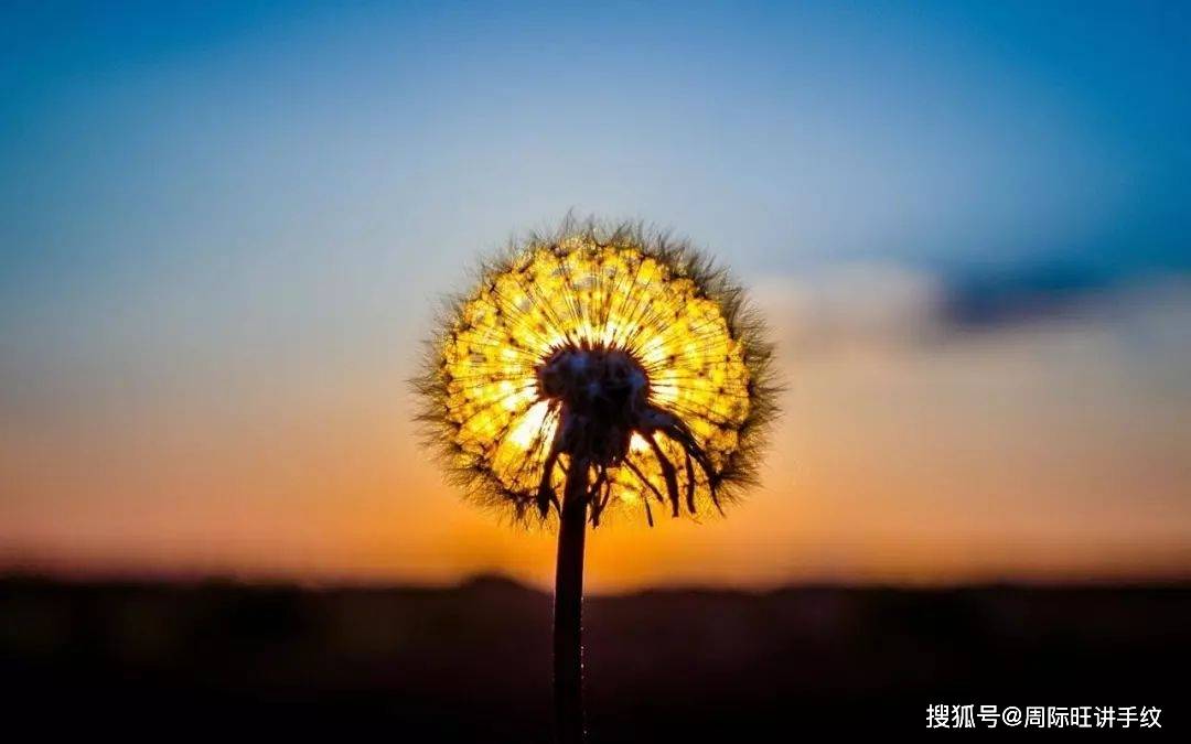 蒲公英资讯更新，自信与成就感的奇妙旅程，随风学习开启新征程