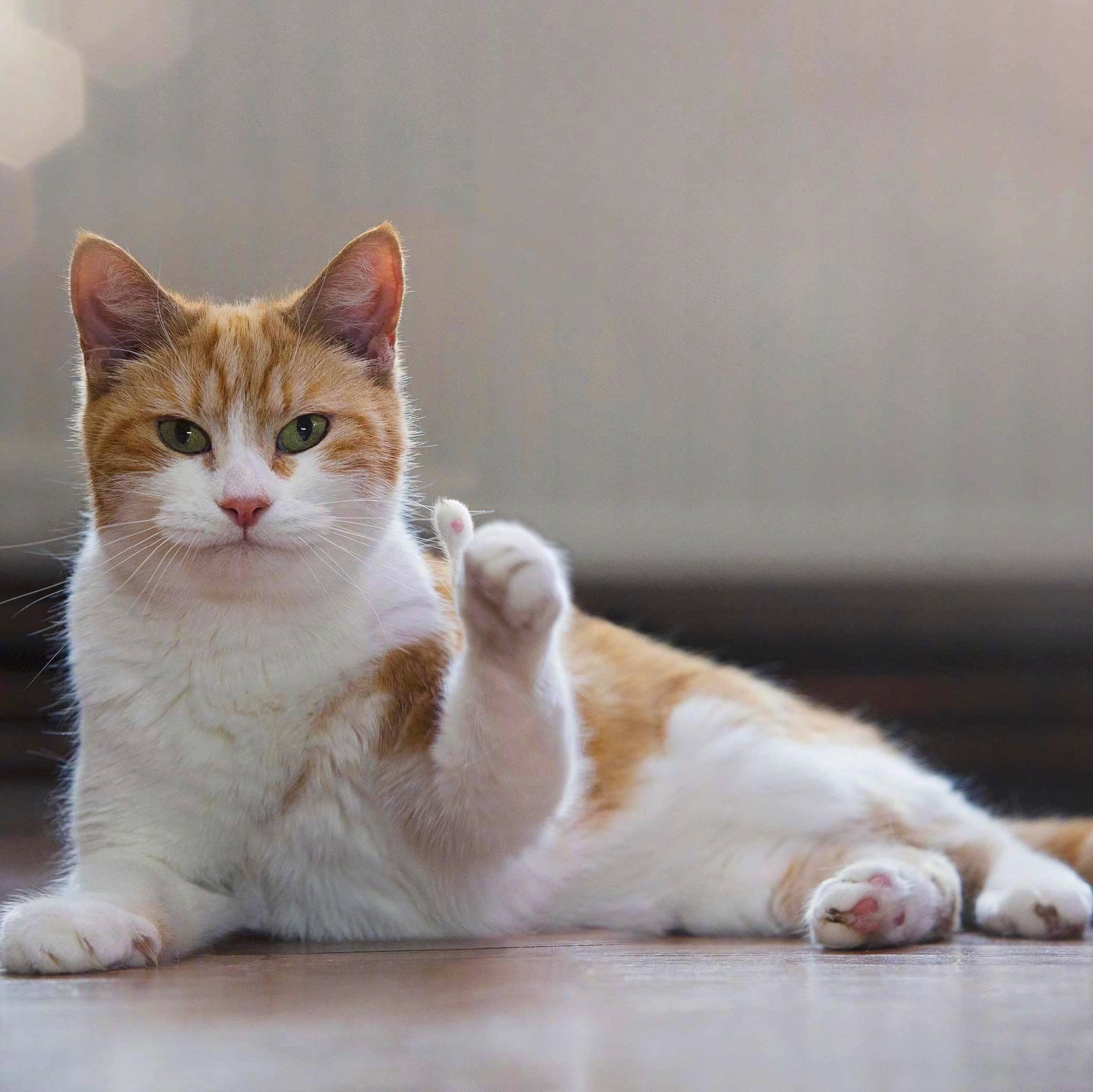 猫享智能伴侣，科技与生活的完美融合，撸猫最新高科技产品重磅推出