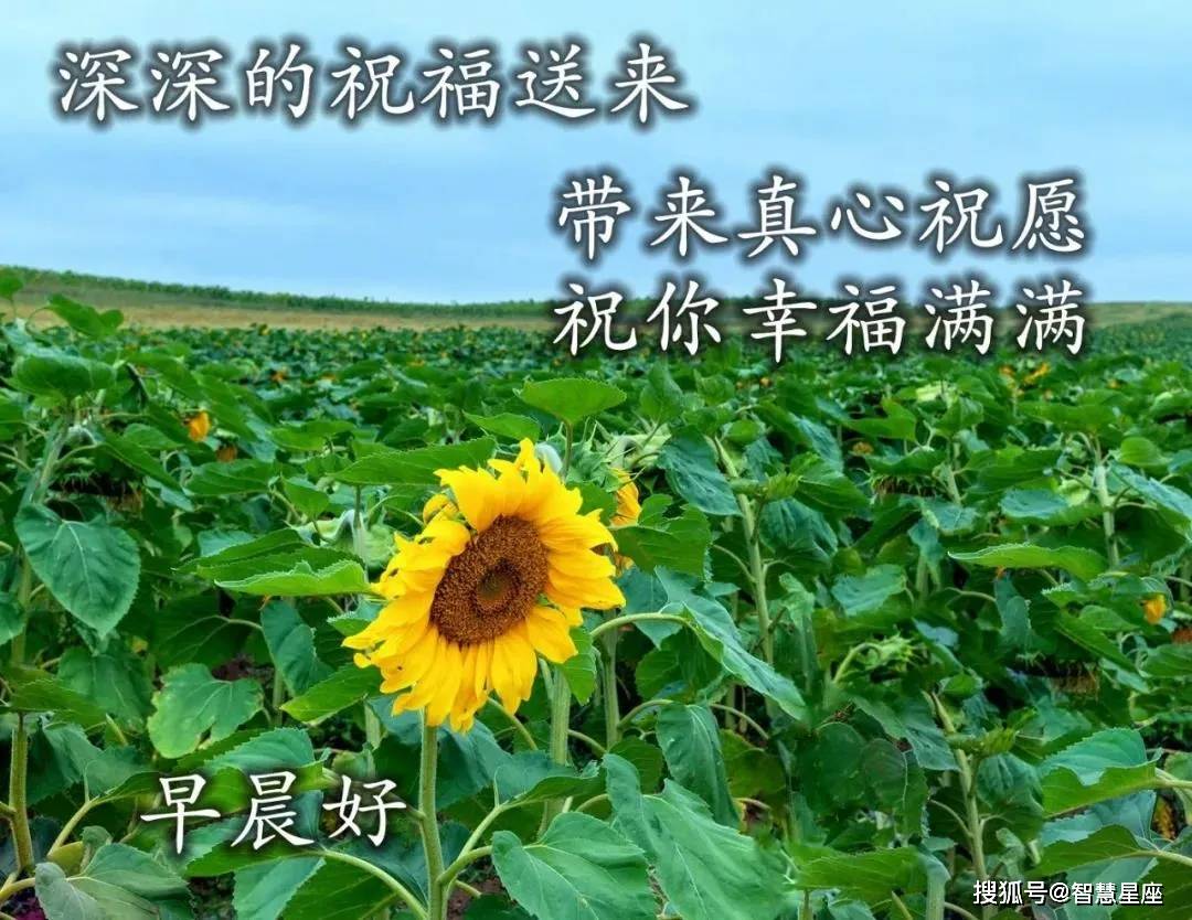 最新早安问候，与自然美景的浪漫遨游，寻觅内心平和的温馨启示